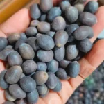 Kamal Gatta Seed (कमलगट्टा बीज)