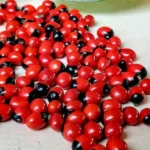 Lal Gunja, Red Gunja (लाल गुंजा)