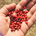 Lal Gunja, Red Gunja (लाल गुंजा)