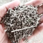 Nirgundi Seeds (निर्गुण्डी बीज)