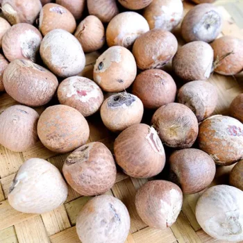 Supari Herb (सुपारी)