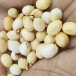 Yellow Gunja (पीला गुंजा)