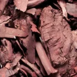 Ratanjot Herb (रतनजोत)