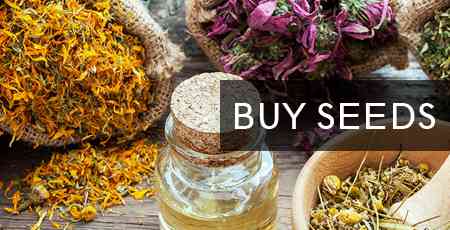 online herbs store,Indian Jadibuti