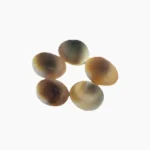 Gomti Chakra, गोमती चक्र