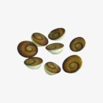 Gomti Chakra, गोमती चक्र