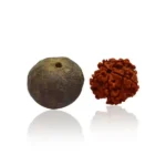 5 Mukhi Rudraksha Seed (5 मुखी रुद्राक्ष)