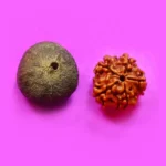 5 Mukhi Rudraksha Seed (5 मुखी रुद्राक्ष)