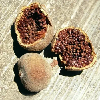 Gular Fal (गुलर फल)