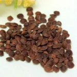 Lajwanti Seed (लाजवंती के बीज)