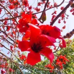 Sukhe Palash Phool (सुखा पलाश फूल)