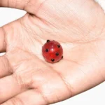 Aparajita Gutika, अपराजिता गुटिका, Aparajita Gutika Pendant