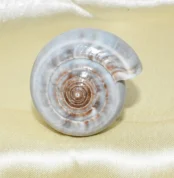 Akshay Patra Conch (अक्षय पात्र शंख)