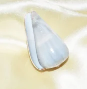 Akshay Patra Conch (अक्षय पात्र शंख)