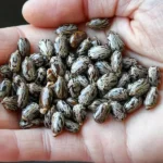 Arandi Ke Beej (अरंडी के बीज)