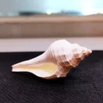 Laxmi Narayan Shankh (लक्ष्मी-नारायण शंख)