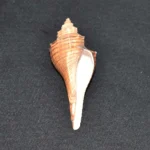 Laxmi Narayan Shankh (लक्ष्मी-नारायण शंख)