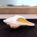 Laxmi Narayan Shankh (लक्ष्मी-नारायण शंख)