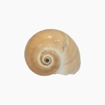Vastu Shankh