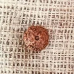 Nine Mukhi Rudraksha, नौ मुखी रुद्राक्ष