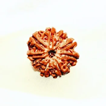 Nine Mukhi Rudraksha, नौ मुखी रुद्राक्ष