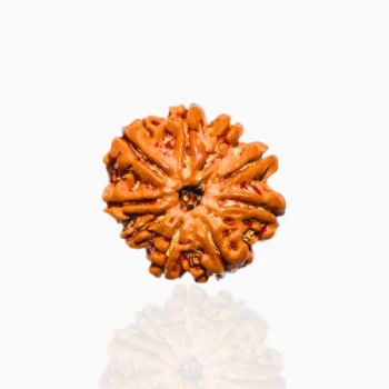 Nine Mukhi Rudraksha, नौ मुखी रुद्राक्ष