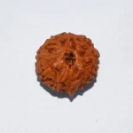 Nine Mukhi Rudraksha, नौ मुखी रुद्राक्ष