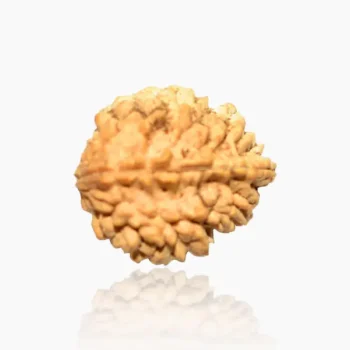 2 Face Nepal Rudraksha (2 मुखी रुद्राक्ष)