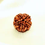 Panchmukhi Rudraksha, पंचमुखी रुद्राक्ष