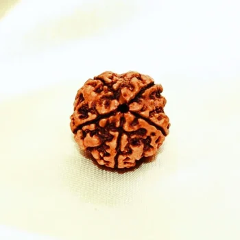 Panchmukhi Rudraksha, पंचमुखी रुद्राक्ष