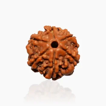 6 Mukhi Rudraksha Bead, 6 मुखी रुद्राक्ष