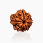 6 Mukhi Rudraksha Bead, 6 मुखी रुद्राक्ष