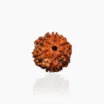 6 Mukhi Rudraksha Bead, 6 मुखी रुद्राक्ष