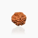6 Mukhi Rudraksha Bead, 6 मुखी रुद्राक्ष
