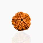 Panchmukhi Rudraksha, पंचमुखी रुद्राक्ष