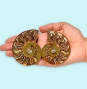 Ammonite Fossil Pair Natural (जीवाश्म जोड़ी)
