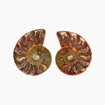Ammonite Fossil Pair Natural (जीवाश्म जोड़ी)