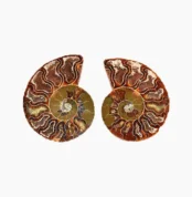 Ammonite Fossil Pair Natural (जीवाश्म जोड़ी)