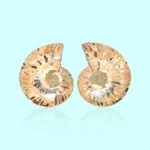 Ammonite Fossil Pair Natural (जीवाश्म जोड़ी)