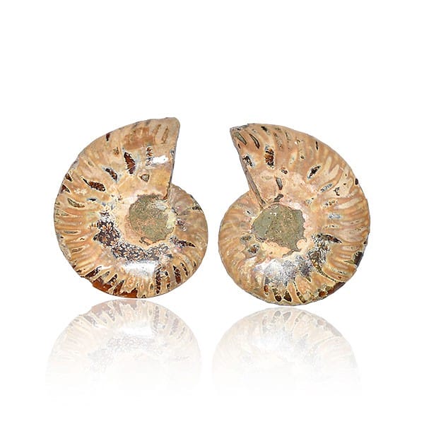 a Pair-genuine Fossil Ammonite gemstone pendant beads Gorgeous earring beads