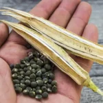 Bhindi Seeds (भिन्डी के बीज)