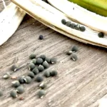 Bhindi Seeds (भिन्डी के बीज)