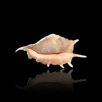 Brown Lambis Conch (लम्बिस शंख)