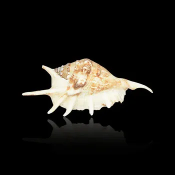 Brown Lambis Conch (लम्बिस शंख)