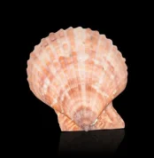 Brown Seashell (शीप)