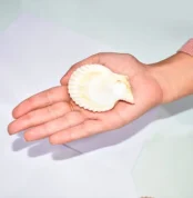 Brown Seashell (शीप)