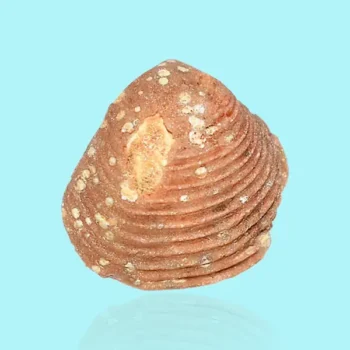 Clam Stone (क्लैम स्टोन)