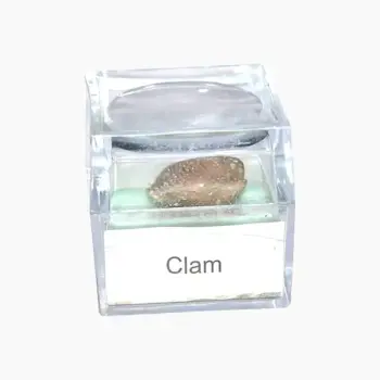 Clam Stone (क्लैम स्टोन)