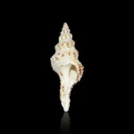 Divine Temple Shankh