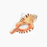 Ganesh Shankh, गणेश शंख